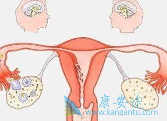 ������Ƭ