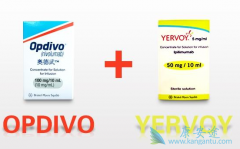 PD-1��������CTLA-4��������������ת����ʾ���õ�Ч��