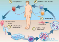 CAR-Tϸ���Ʒ���������ϸ�������ͷ��ۺ���