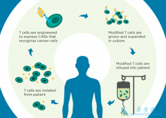 CAR-Tϸ���Ʒ���PD-1���Ƽ��������Ʒ�������ұ�