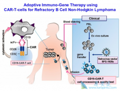 ����ҽ��ΪʲôԸ��ΪCAR-Tϸ���Ʒ����ѣ�