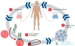 ϸ�����������Ʒ�CAR-Tϸ���Ʒ��е�CAR��ʲô��˼