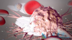 ��Ѫ�����߻����ڼ���ò�������(Bsutinib)��̥����Ӱ����