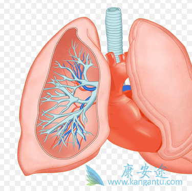 阿法替尼 阿法替尼