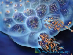 ��������(AFATINIB)��ͨ��Ƥ���ͷΰ����ղ����˺�̥���ķ���