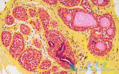 ��������(Suninat)�ڹ�������ά�������о��г־õĿ���������