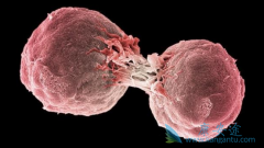 Brentuximab���ƻ�����ܰ�������˽Ϻõ�3�꼲��������