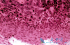 II���о����������ҩ������������ܶԻ���ϸ������Ч