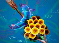 ��άĪ˾(Everolimus)�Զ��ְ�֢�������п�������