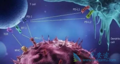 PD-1ҩ����ķ����(Keytruda)����ʵ�尩֢����Ч������