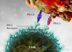 ���ٰ����߶Ժ���͡��ҩ��������ķ����(Keytruda)�ɼ�������