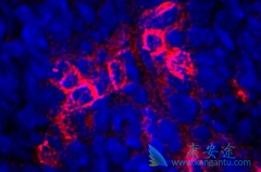 ������/��������������Ч����Kras��13������ͻ���Ӱ��