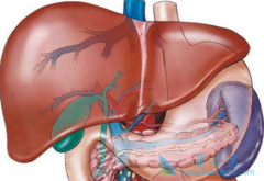 ����ҩ����������(SORAFENAT)�İ�ȫ�Բ��ܸι���Ӱ��