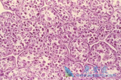 ����������������״����֯����Ч����Ϊ����