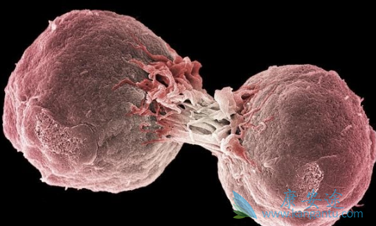 贝伐单抗 贝伐单抗