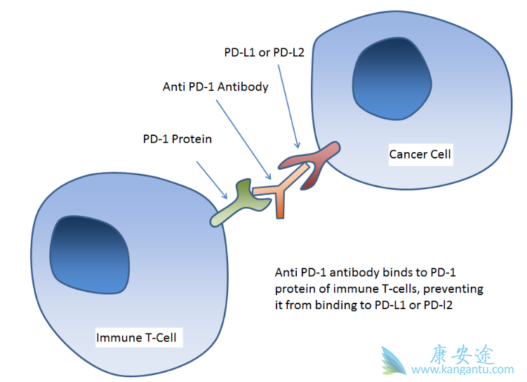 帕博利珠单抗 帕博利珠单抗