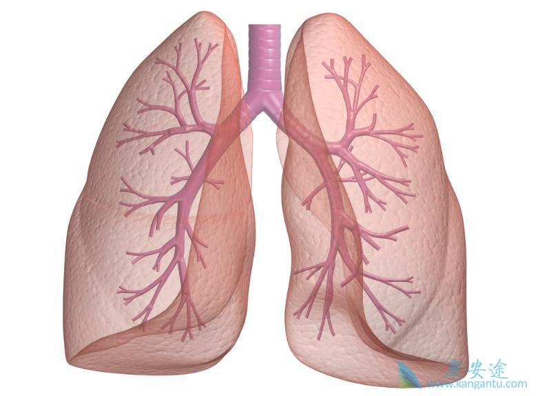 肺纤维化 肺纤维化