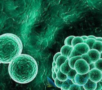 ���������ѵĻ��߸���η��÷�������(Caprelsa)