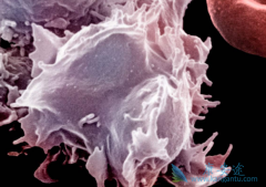 ����Ѫ�������Ԥ��������������Ӧ֮һ��ϸ������