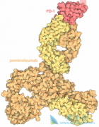 PD-1���Ƽ���������ҩ�������ѳ���Ч����ô��