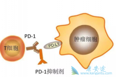 ʹ��PD-1���Ƽ��������Ѵﵽ��ȫ�������ͣҩ��