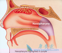 ��ë����������ΰ�����ʰ�Ӧ����ô���ƱȽϺã�