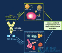 ȫ��һ��PD-1���Ƽ�M7824����Ч����������Keytruda��Opdivo