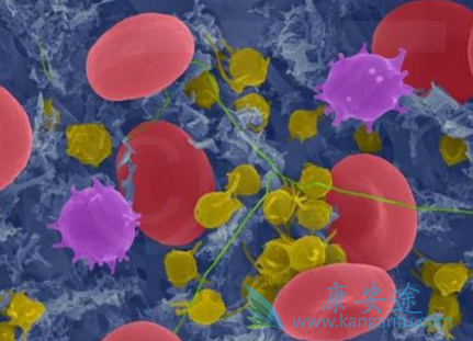 来那度胺 来那度胺