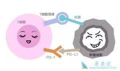 PD-1���Ƽ���Ч���֮���߿��Կ���ͣҩ