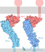 �ΰ�EGFRͻ����Ⱥʹ��PD1/PD-1���Ƽ���Ӧ�ʵ͵�ԭ������Щ