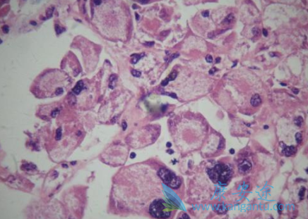 ����֯����