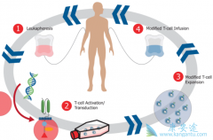 CAR-T��֢�����Ʒ��Ƿ������Ϊ����ɱ��