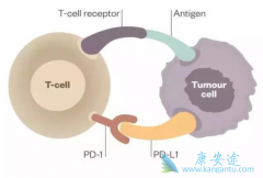 ���߼������Ƽ����ϻ���ʱPD-L1����ߵͻ�������Ӱ��