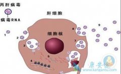 ���ο������Ծ�һ����ʾ��Ⱦ�˱��β�����?