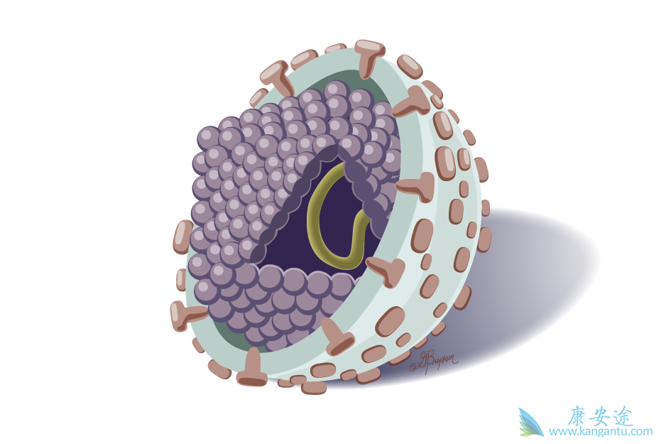 丙肝病毒携带者 丙肝病毒携带者