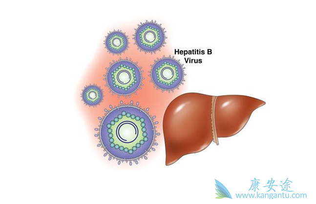 丙肝病毒 丙肝病毒