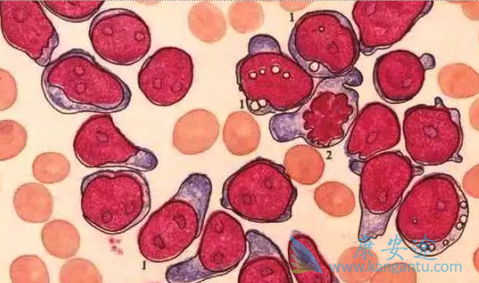 ������Ѫ��