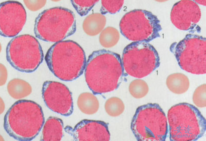 ������ϸ����Ѫ��