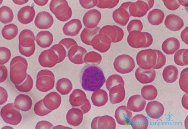 �����ܰ�ϸ����Ѫ��