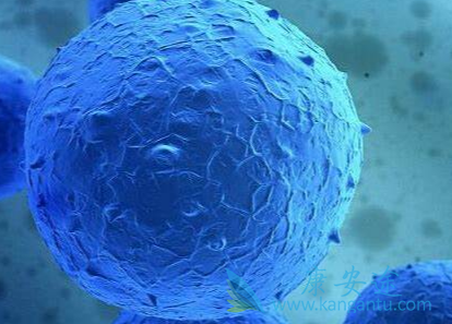 急性髓细胞白血病;靶向治疗 急性髓细胞白血病;靶向治疗