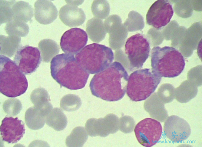 ������ϸ����Ѫ��