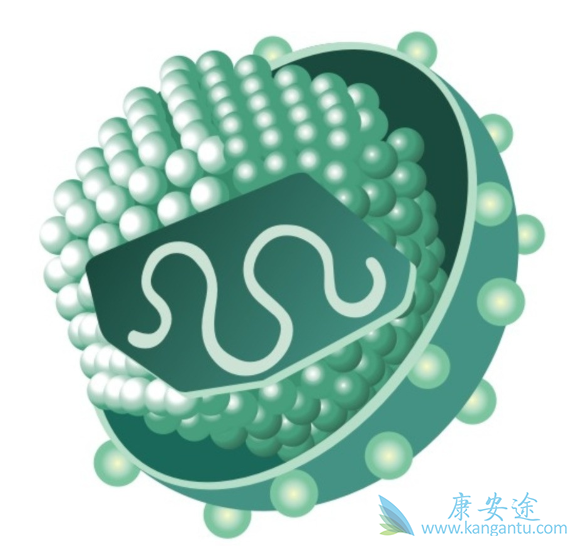 丙肝病毒 丙肝病毒