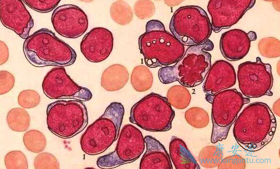 �����԰�Ѫ��