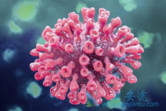 �����֥��������Τ���о��ص���ʲô��