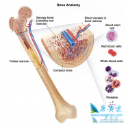 �ܰ�ϸ����Ѫ����ô�죿��³������ô���� 