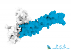 pd1��pdl1���� ���pd-1���Ƽ�ҩ����ô����