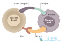 pd1����Ľ���֢��pd1������Ӧ֢