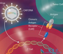 ŵ����CAR-T�Ʒ�KYMRIAH���ư�Ѫ��Ч����ô����